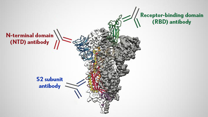 Immunology: Antibodies binding to foreign protein 