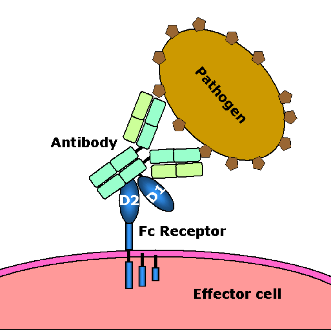 White blood cells mediated Immunue respose 