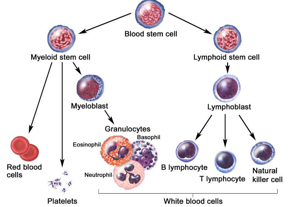 White Blood Cells origin