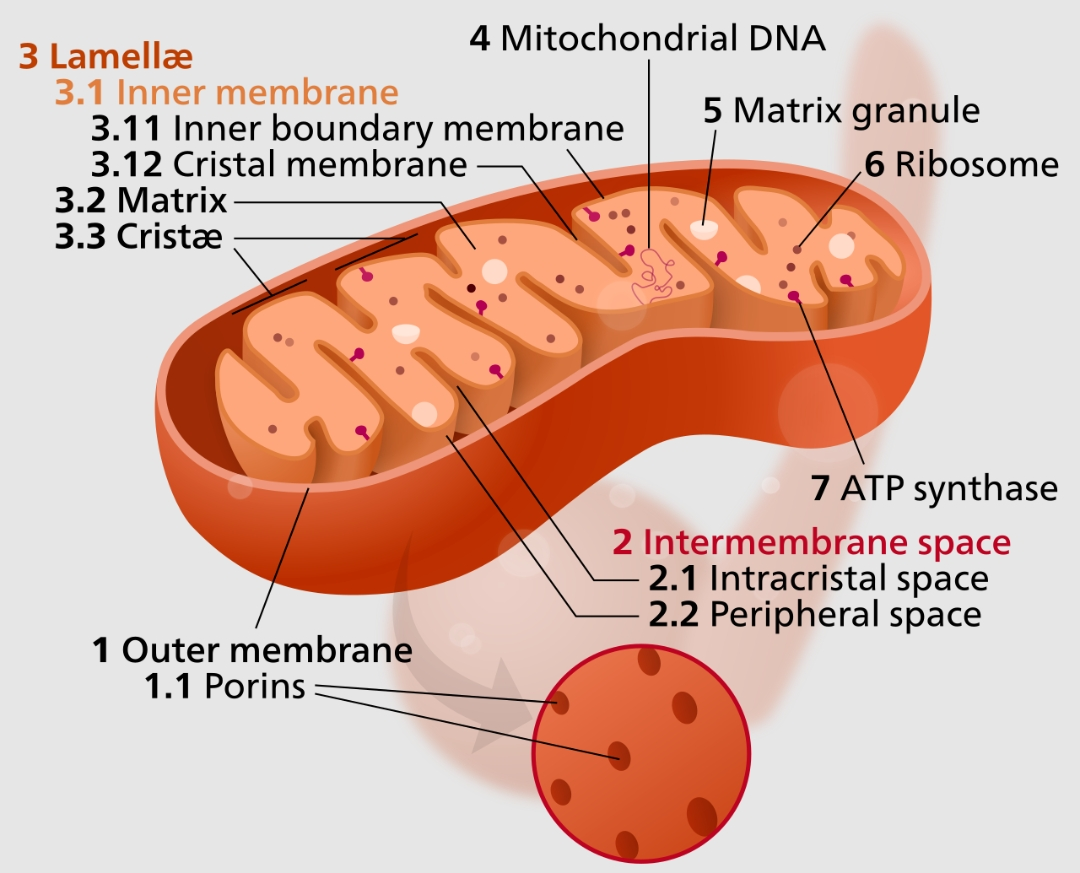 Mitochondrial diseases casuses symptoms treatment 