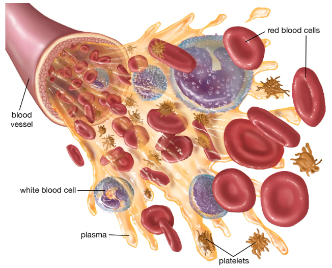 Red Blood Cells RBC