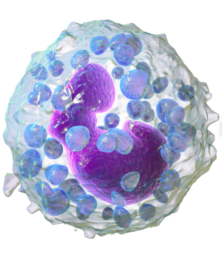 Functions of Basophils The White Blood Cell